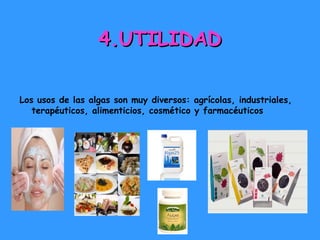 4.UTILIDAD
Los usos de las algas son muy diversos: agrícolas, industriales,
terapéuticos, alimenticios, cosmético y farmacéuticos

 