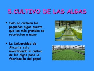 5.CULTIVO DE LAS ALGAS




Solo se cultivan las
pequeñas algas puesto
que las más grandes se
recolectan a mano
La Universidad de
Alicante esta
investigando el cultivo
de las algas para la
fabricación del papel

 
