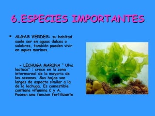 6.ESPECIES IMPORTANTES


ALGAS VERDES: su habitad

suele ser en aguas dulces o
salobres, también pueden vivir
en aguas marinas.

- LECHUGA MARINA “ Ulva
lactuca” : crece en la zona
intermareal de la mayoria de
los oceanos. Sus hojas son
largas de aspecto similar a la
de la lechuga. Es comestible
contiene vitamina C y A.
Poseen una funcion fertilizante

 