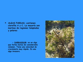 

ALGAS PARDAS: contienen
clorofila A y C. La mayoría son
marinas de regiones templadas
y polares

- SARGASSUM: es un alga

que forma matas de considerable
volumen. Tiene una velocidad de
crecimiento muy rápido. Es una
alga invasora.

 