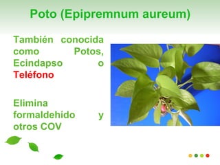 Poto (Epipremnum aureum)

También conocida
como      Potos,
Ecindapso      o
Teléfono

Elimina
formaldehído   y
otros COV
 