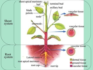 Shoot
system
leaf
blade
axillary bud
petiole
node
vascular tissue
vascular tissue
shoot apical meristem
terminal bud
internode
vascular tissue
root tip
Lateral roots
root cap
root apical meristem
Root
system
dermal tissue
ground tissue
vascular tissue
 
