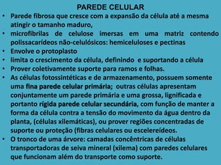 PAREDE CELULAR
• Parede fibrosa que cresce com a expansão da célula até a mesma
atingir o tamanho maduro,
• microfibrilas de celulose imersas em uma matriz contendo
polissacarídeos não-celulósicos: hemiceluloses e pectinas
• Envolve o protoplasto
• limita o crescimento da célula, definindo e suportando a célula
• Prover coletivamente suporte para ramos e folhas.
• As células fotossintéticas e de armazenamento, possuem somente
uma fina parede celular primária; outras células apresentam
conjuntamente um parede primária e uma grossa, lignificada e
portanto rígida parede celular secundária, com função de manter a
forma da célula contra a tensão do movimento da água dentro da
planta, (células xilemáticas), ou prover regiões concentradas de
suporte ou proteção (fibras celulares ou escelereídeos.
• O tronco de uma árvore: camadas concêntricas de células
transportadoras de seiva mineral (xilema) com paredes celulares
que funcionam além do transporte como suporte.
 