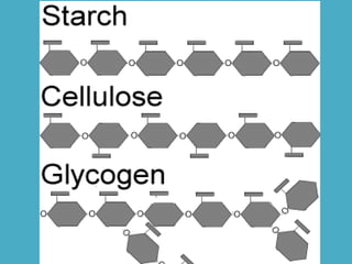 Botestrutural celula aula01