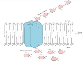 Botestrutural celula aula01