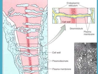 Botestrutural celula aula01