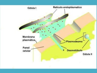 Botestrutural celula aula01