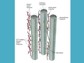 Botestrutural celula aula01