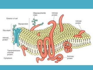 Botestrutural celula aula01
