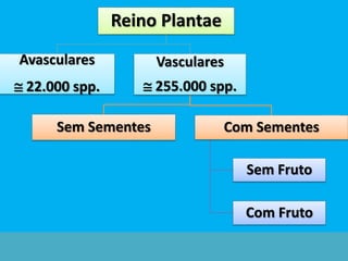 Reino Plantae
Avasculares
 22.000 spp.
Vasculares
 255.000 spp.
Sem Sementes Com Sementes
Sem Fruto
Com Fruto
 