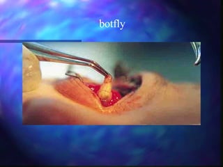 Botfly | PPS