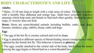 Botfly | PPT