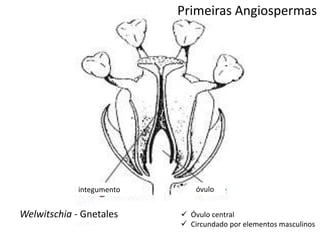 Welwitschia - Gnetales
integumento óvulo
 Óvulo central
 Circundado por elementos masculinos
Primeiras Angiospermas
 