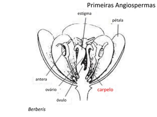 Berberis
estigma
pétala
carpelo
óvulo
ovário
antera
Primeiras Angiospermas
 