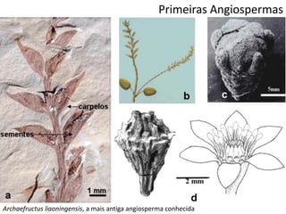 Archaefructus liaoningensis, a mais antiga angiosperma conhecida
Primeiras Angiospermas
 