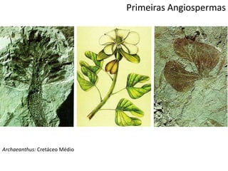 Archaeanthus: Cretáceo Médio
Primeiras Angiospermas
 