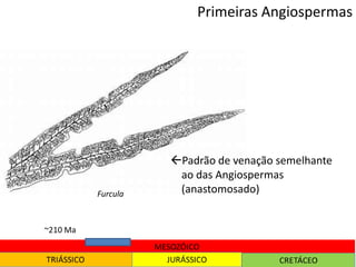 Primeiras Angiospermas
~210 Ma
Furcula
Padrão de venação semelhante
ao das Angiospermas
(anastomosado)
 