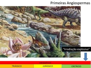 “Irradiação explosiva”
Primeiras Angiospermas
 