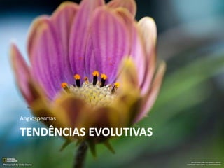 TENDÊNCIAS EVOLUTIVAS
Angiospermas
 