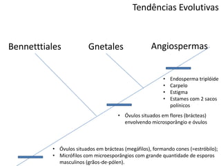 Tendências Evolutivas
AngiospermasGnetalesBennetttiales
• Óvulos situados em brácteas (megáfilos), formando cones (=estróbilo);
• Micrófilos com microesporângios com grande quantidade de esporos
masculinos (grãos-de-pólen).
• Óvulos situados em flores (brácteas)
envolvendo microsporângio e óvulos
• Endosperma triplóide
• Carpelo
• Estigma
• Estames com 2 sacos
polínicos
 