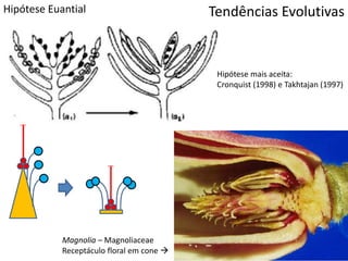 Hipótese Euantial Tendências Evolutivas
Hipótese mais aceita:
Cronquist (1998) e Takhtajan (1997)
Magnolia – Magnoliaceae
Receptáculo floral em cone 
 