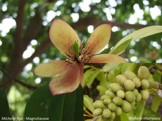 Michelia figo - Magnoliaceae Michelia champaca
 