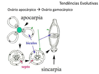 Tendências Evolutivas
Ovário apocárpico  Ovário gamocárpico
 