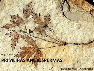 PRIMEIRAS ANGIOSPERMAS
Angiospermas
Leefructus mirus – Incertae sedis
 
