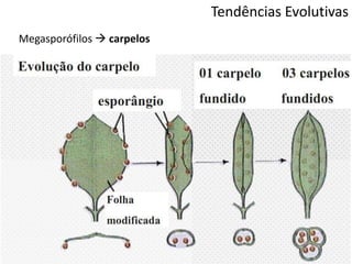 Tendências Evolutivas
Megasporófilos  carpelos
 