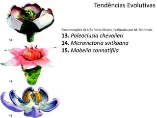 Tendências Evolutivas
Reconstruções de três flores fósseis (realizadas por M. Rothman.
13. Paleoclusia chevalieri
14. Microvictoria svitkoana
15. Mabelia connatifila
 