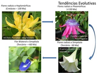 Tendências EvolutivasFlores radiais e Haplomórficas
(Cretáceo – 130 Ma)
Flores radiais e Pleomórficas
(<130 Ma)
Flor Bilateral e Simpétala
(Terciário – <60 Ma)
Flores radiais e Simpétala
(Terciário - 60 Ma)
Brugmansia suaveolens
Solanaceae
Clitoria ternatea - Fabaceae
Michelia champaca - Magnoliaceae
Passiflora loefgrenii
Passifloraceae
 