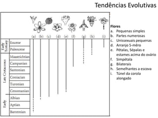 Tendências Evolutivas
Flores
a. Pequenas simples
b. Partes numerosas
c. Unissexuais pequenas
d. Arranjo 5-mêro
e. Pétalas, Sépalas e
estames acima do ovário
f. Simpétala
g. Bilaterais
h. Semelhantes a escova
i. Túnel da corola
alongado
 