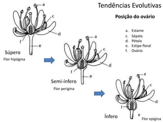 Tendências Evolutivas
Súpero
Semi-ínfero
Ínfero
Posição do ovário
a. Estameb. NA
c. Sépala
d. Pétala
e. Estipe floral
f. Ovário
Flor hipógina
Flor perigina
Flor epígina
 