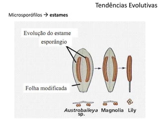Tendências Evolutivas
Microsporófilos  estames
 