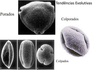 Tendências Evolutivas
 