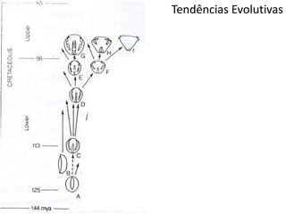 Tendências Evolutivas
 