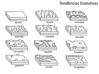 Tendências Evolutivas
 
