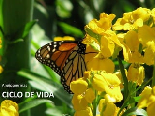 CICLO DE VIDA
Angiospermas
 
