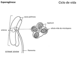 Ciclo de vidaEsporogênese
tapetum
célula-mãe do micrósporo
sacos polínicos
anteras
ESTAME JOVEM
filamento
 