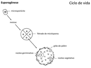 Ciclo de vidaEsporogênese
microsporócito
meiose
Tétrade de micrósporos
grão-de-pólen
núcleo vegetativo
núcleo germinativo
 