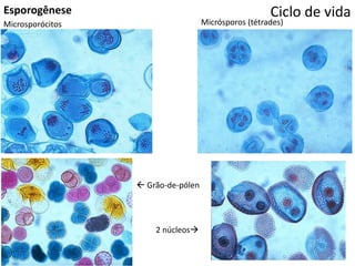 Ciclo de vidaEsporogênese
Microsporócitos Micrósporos (tétrades)
 Grão-de-pólen
2 núcleos
 