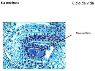 Ciclo de vidaEsporogênese
Megasporócito
 