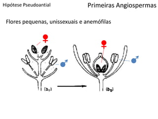 Hipótese Pseudoantial
Flores pequenas, unissexuais e anemófilas
Primeiras Angiospermas
 