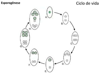 Ciclo de vidaEsporogênese
 