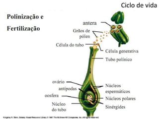 Ciclo de vida
 
