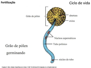Ciclo de vidaFertilização
 