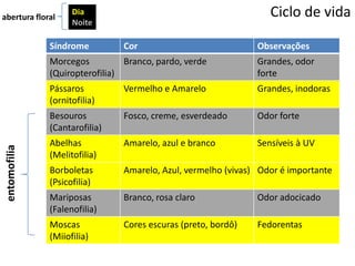 Ciclo de vida
Síndrome Cor Observações
Morcegos
(Quiropterofilia)
Branco, pardo, verde Grandes, odor
forte
Pássaros
(ornitofilia)
Vermelho e Amarelo Grandes, inodoras
Besouros
(Cantarofilia)
Fosco, creme, esverdeado Odor forte
Abelhas
(Melitofilia)
Amarelo, azul e branco Sensíveis à UV
Borboletas
(Psicofilia)
Amarelo, Azul, vermelho (vivas) Odor é importante
Mariposas
(Falenofilia)
Branco, rosa claro Odor adocicado
Moscas
(Miiofilia)
Cores escuras (preto, bordô) Fedorentas
entomofilia Dia
Noite
abertura floral
 