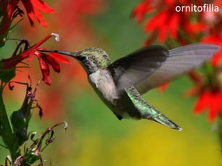 ornitofilia
 