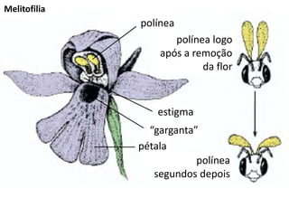 polínea
polínea logo
após a remoção
da flor
estigma
pétala
polínea
segundos depois
“garganta”
Melitofilia
 