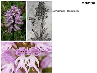Orchis italica - Orchidaceae
Melitofilia
 